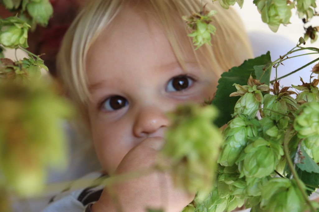 hop voor fermentatie