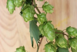 hop voor fermentatie